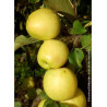 POMMIER GOLDEN DELICIOUS (Malus domestica)