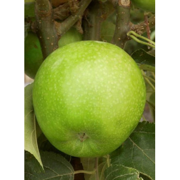 POMMIER GRANNY SMITH (Malus domestica)