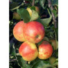 POMMIER JONAGOLD