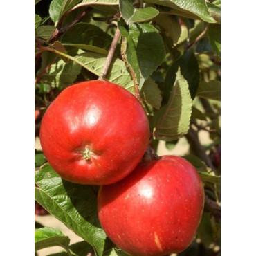 POMMIER MELROSE (Malus domestica)