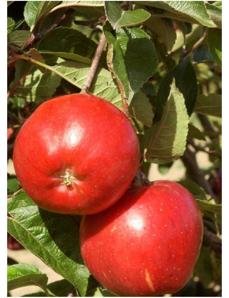 POMMIER MELROSE (Malus domestica)