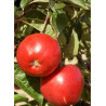 POMMIER MELROSE (Malus domestica)