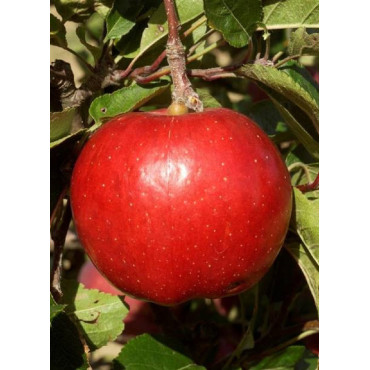 POMMIER MELROSE (Malus domestica)