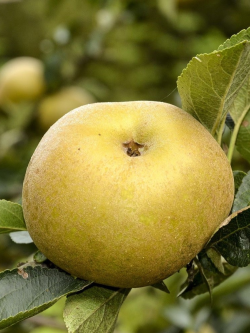 POMMIER REINETTE BLANCHE DU CANADA
