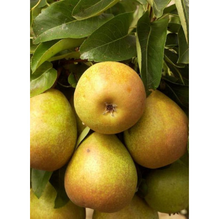 POIRIER BEURRE HARDY (PYRUS communis)