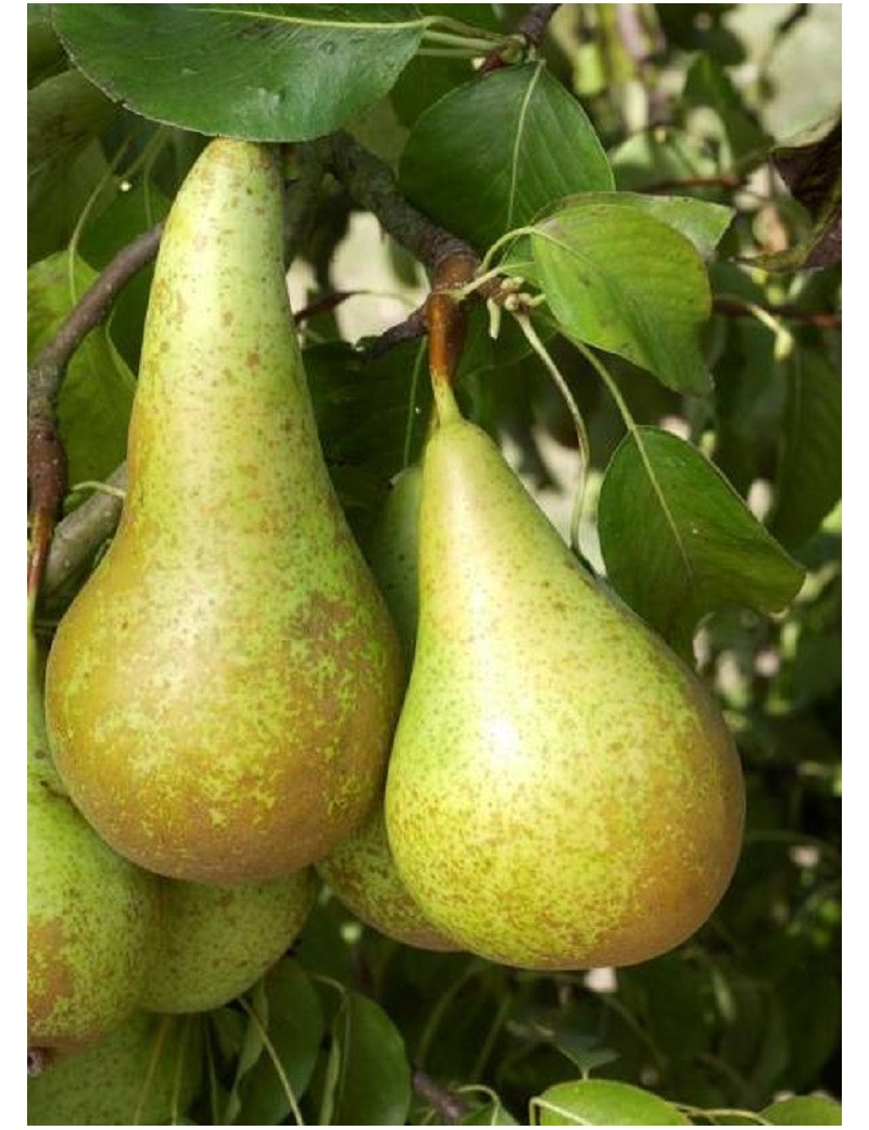 POIRIER CONFÉRENCE (PYRUS communis)