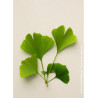 GINKGO biloba (Arbre aux quarante écus)