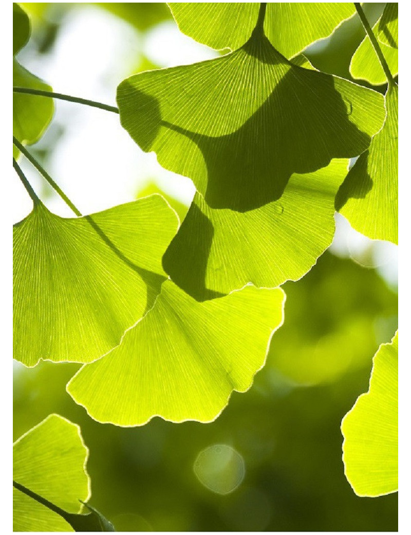 GINKGO biloba (Arbre aux quarante écus)