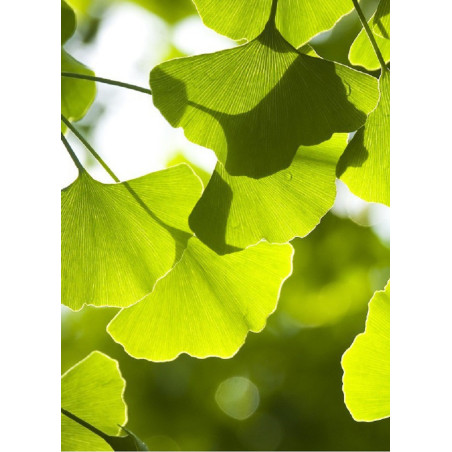 GINKGO biloba (Arbre aux quarante écus)