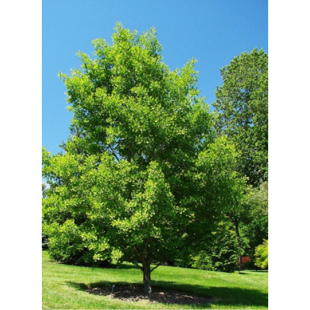GINKGO biloba (Arbre aux quarante écus)
