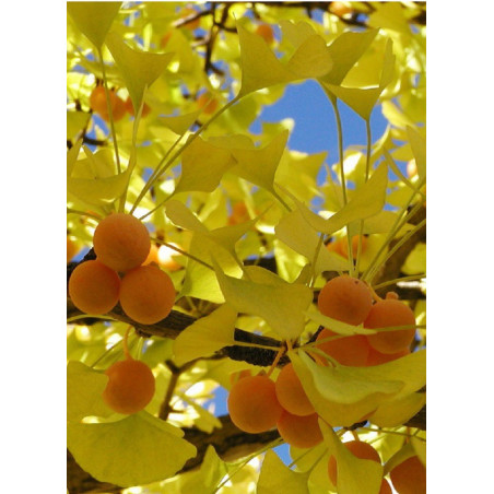 GINKGO biloba (Arbre aux quarante écus)