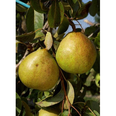 POIRIER DOYENNÉ DU COMICE (PYRUS communis)