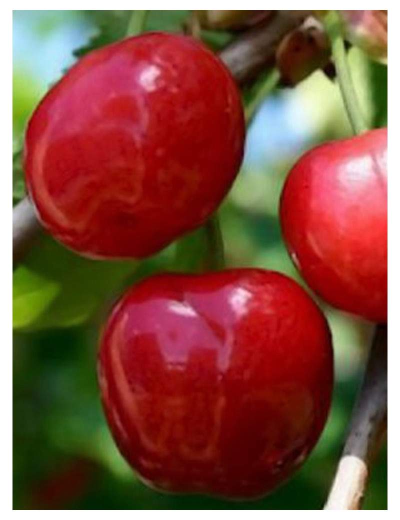 CERISIER ANGLAISE HÂTIVE (Prunus cerasus)