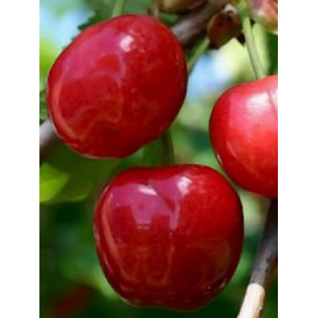 CERISIER ANGLAISE HÂTIVE (Prunus cerasus)
