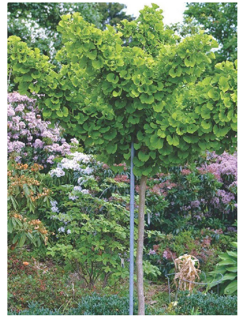 GINKGO biloba MARIKEN (Arbres aux quarante écus Mariken)