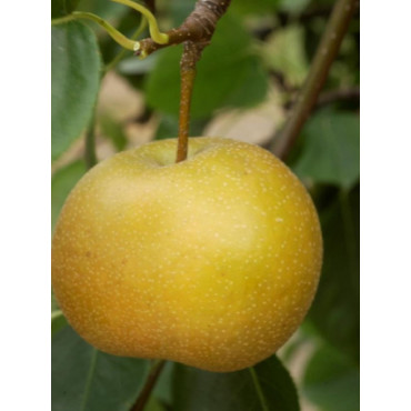 NASHI - POMME POIRE KOSUI (Pyrus pyrifolia)