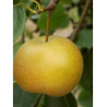 NASHI - POMME POIRE KOSUI (Pyrus pyrifolia)