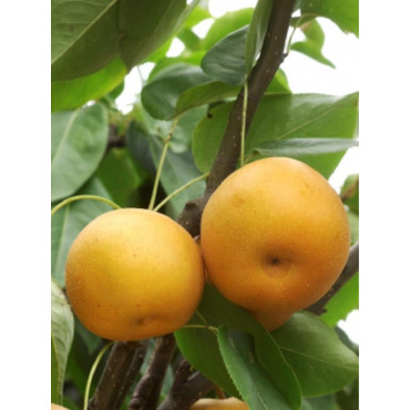 NASHI - POMME POIRE KOSUI (Pyrus pyrifolia)