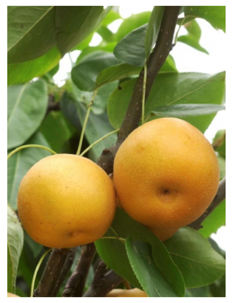 NASHI - POMME POIRE KOSUI (Pyrus pyrifolia)