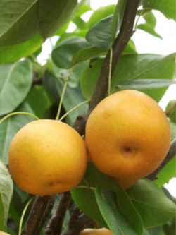 NASHI - POMME POIRE KOSUI