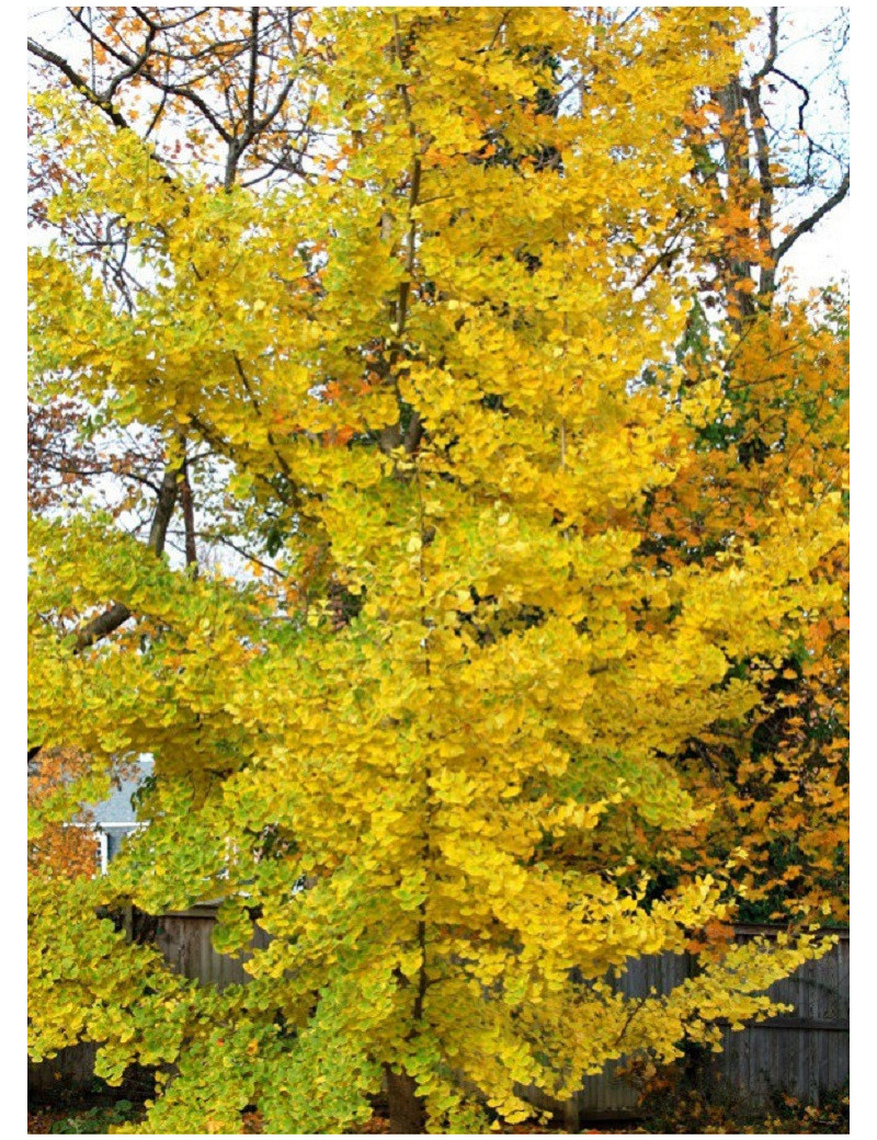 GINKGO biloba PRINCETON SENTRY (Arbre aux quarante écus Princeton Sentry)