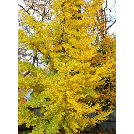 GINKGO biloba PRINCETON SENTRY (Arbre aux quarante écus Princeton Sentry)