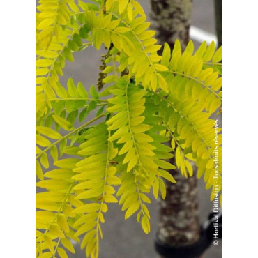 GLEDITSIA triacanthos SUNBURST (Févier d'Amérique Sunburst)