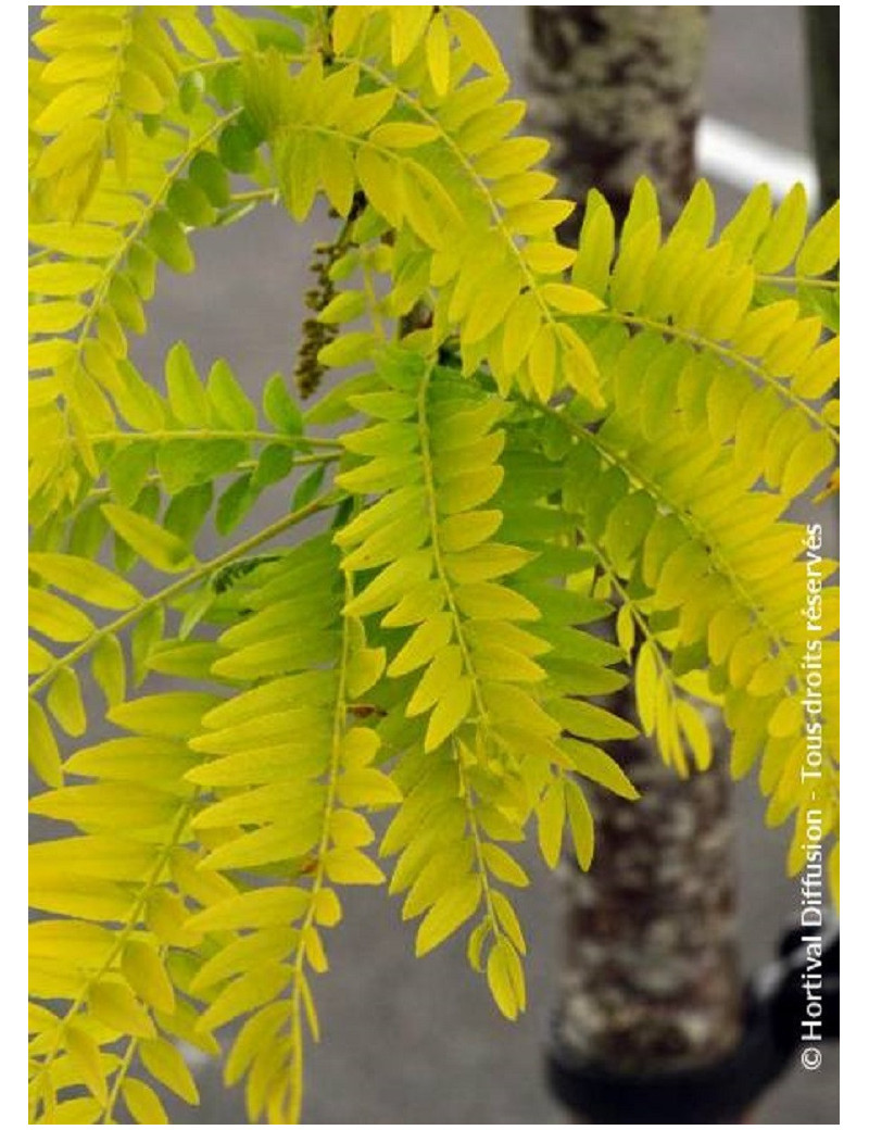 GLEDITSIA triacanthos SUNBURST (Févier d'Amérique Sunburst)