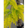 GLEDITSIA triacanthos SUNBURST (Févier d'Amérique Sunburst)