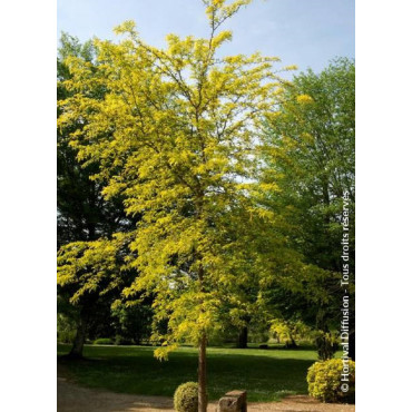 GLEDITSIA triacanthos SUNBURST (Févier d'Amérique Sunburst)