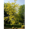 GLEDITSIA triacanthos SUNBURST (Févier d'Amérique Sunburst)