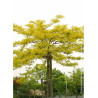 GLEDITSIA triacanthos SUNBURST (Févier d'Amérique Sunburst)