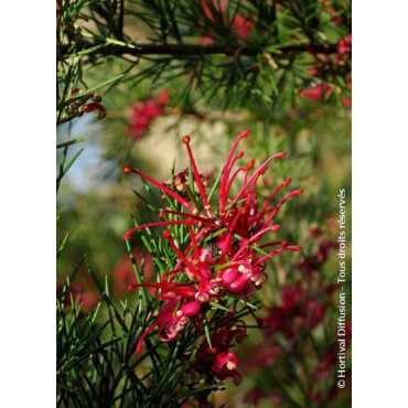 GREVILLEA juniperina (Grevillea juniperina)