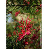 GREVILLEA juniperina (Grevillea juniperina)