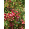 GREVILLEA juniperina (Grevillea juniperina)