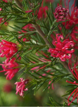 GREVILLEA juniperina