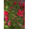 GREVILLEA juniperina (Grevillea juniperina)