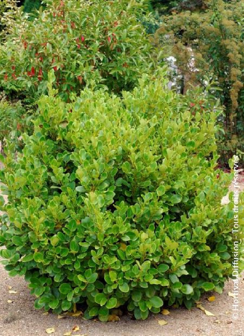 griselinia-littoralis-gris-line