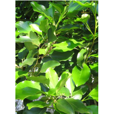 GRISELINIA littoralis (Griseline du littoral)