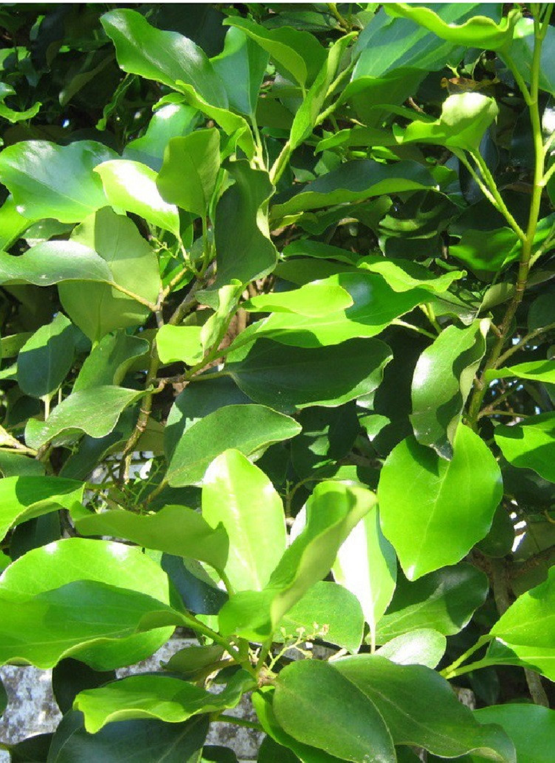 GRISELINIA littoralis