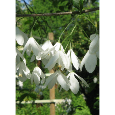 HALESIA carolina (Arbre aux cloches d'argent)