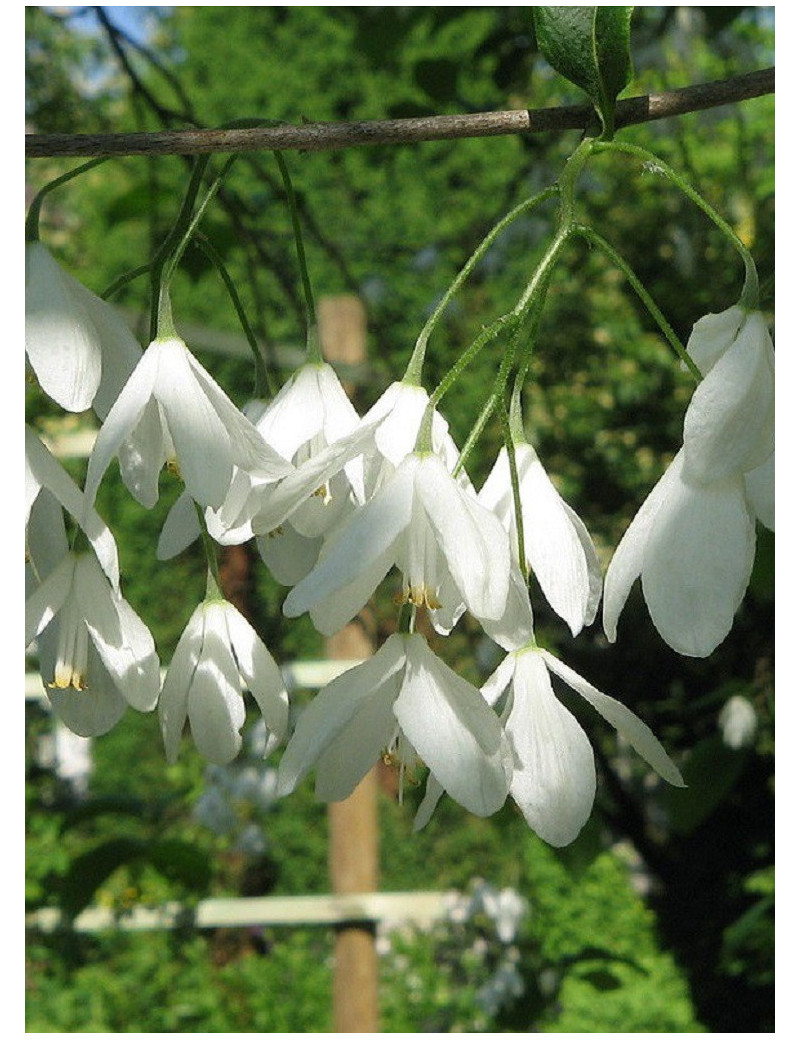 HALESIA carolina (Arbre aux cloches d'argent)