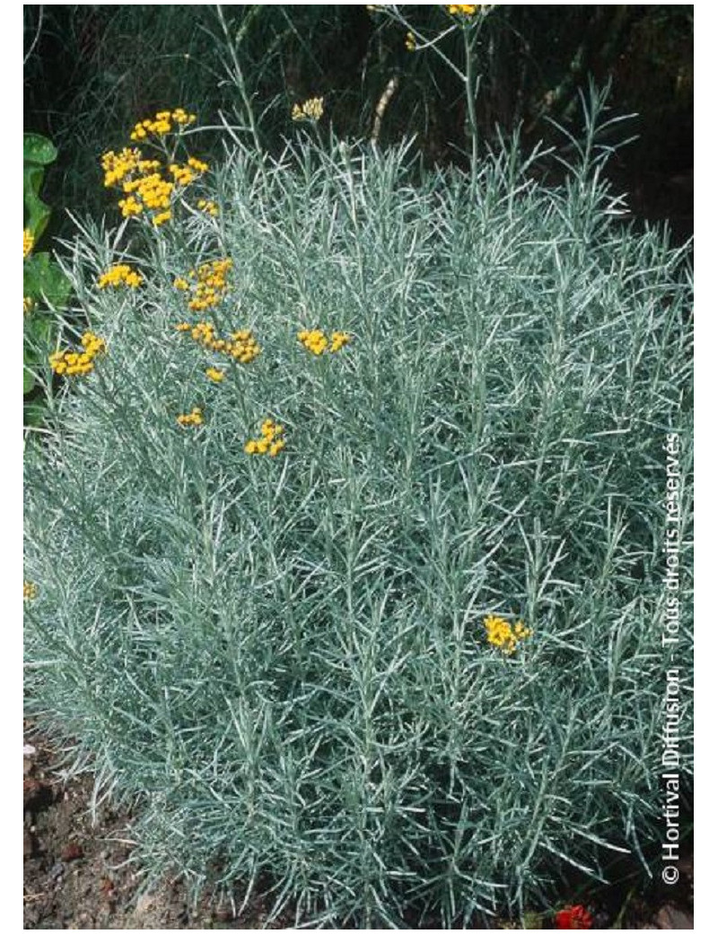 HELICHRYSUM italicum ssp. serotinum (Immortelle à odeur de curry)