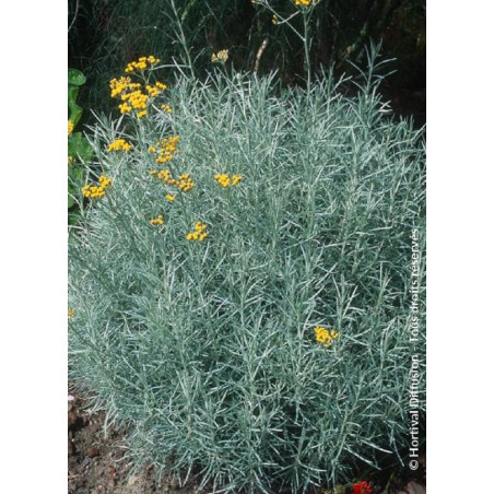 HELICHRYSUM italicum ssp. serotinum (Immortelle à odeur de curry)