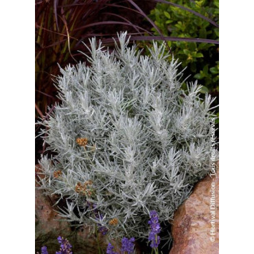 HELICHRYSUM italicum ssp. serotinum (Immortelle à odeur de curry)