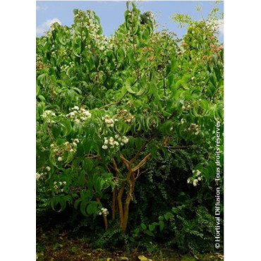 HEPTACODIUM miconioides TIANSHAN® (Arbre aux sept fleurs)