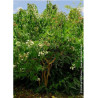 HEPTACODIUM miconioides TIANSHAN® (Arbre aux sept fleurs)