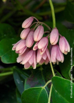 HOLBOELLIA latifolia