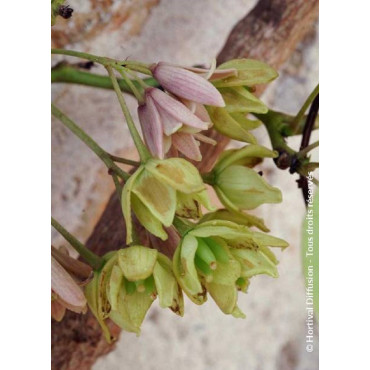 HOLBOELLIA latifolia (Goufla, Vigne bleue de Chine)