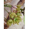 HOLBOELLIA latifolia (Goufla, Vigne bleue de Chine)